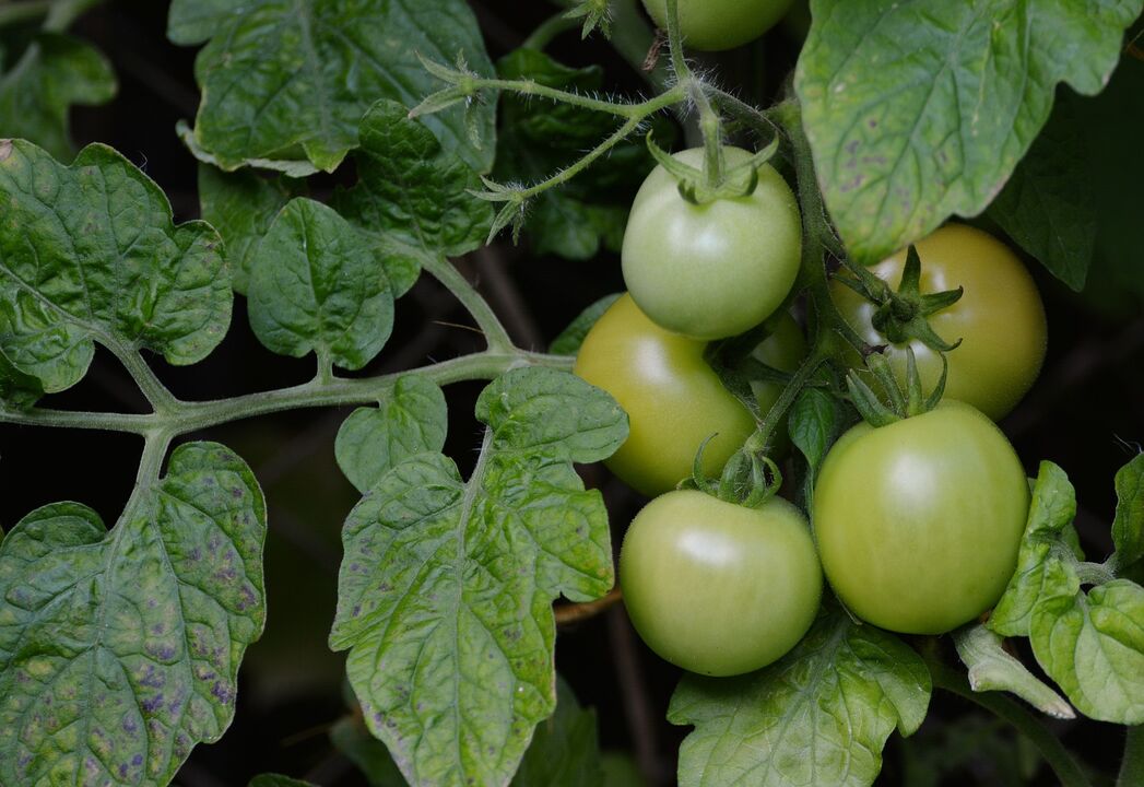 žalieji pomidorai nuo varikozinių venų